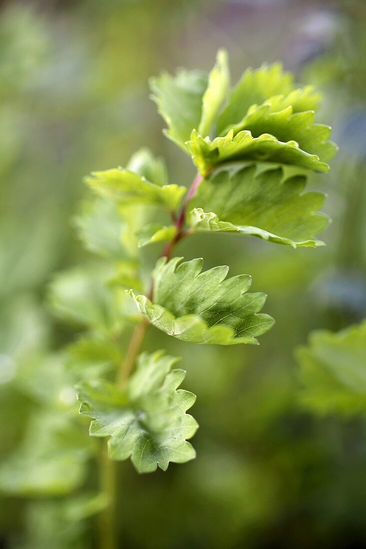 Garden Burnett Growing Outdoors, Close Up