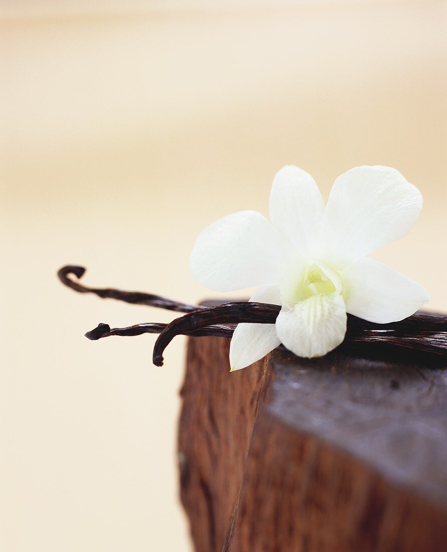 Vanilla Pods with Blossom on Chunk of Chocolate