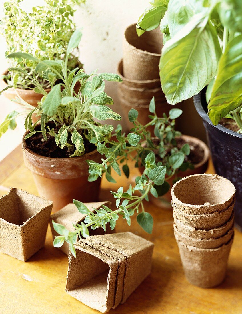 Assorted Herbs Growing in Pots; Oregano, Sage and Basil; Empty Potting Containers