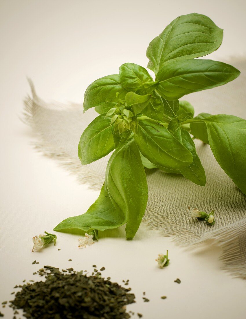 Basil Still Life