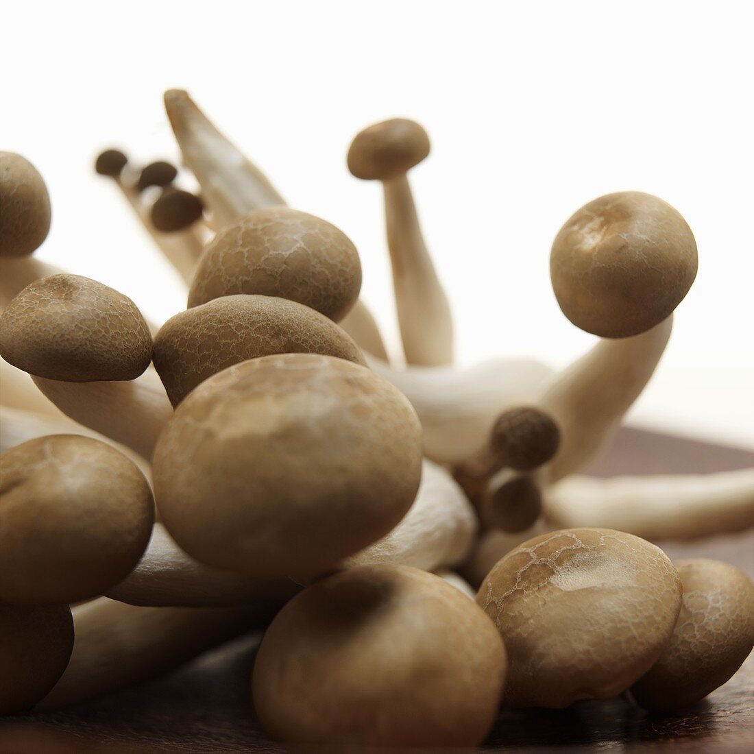 Eryngii Mushrooms