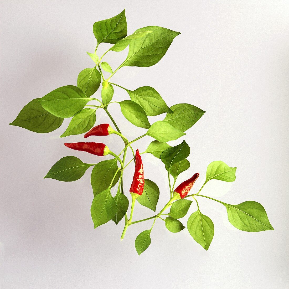 Red chillies on branch of chilli plant