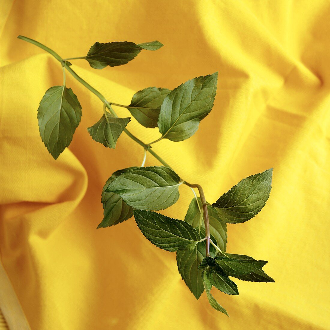 Stem of Oregano Plant with Oregano Leaves, Yellow Background