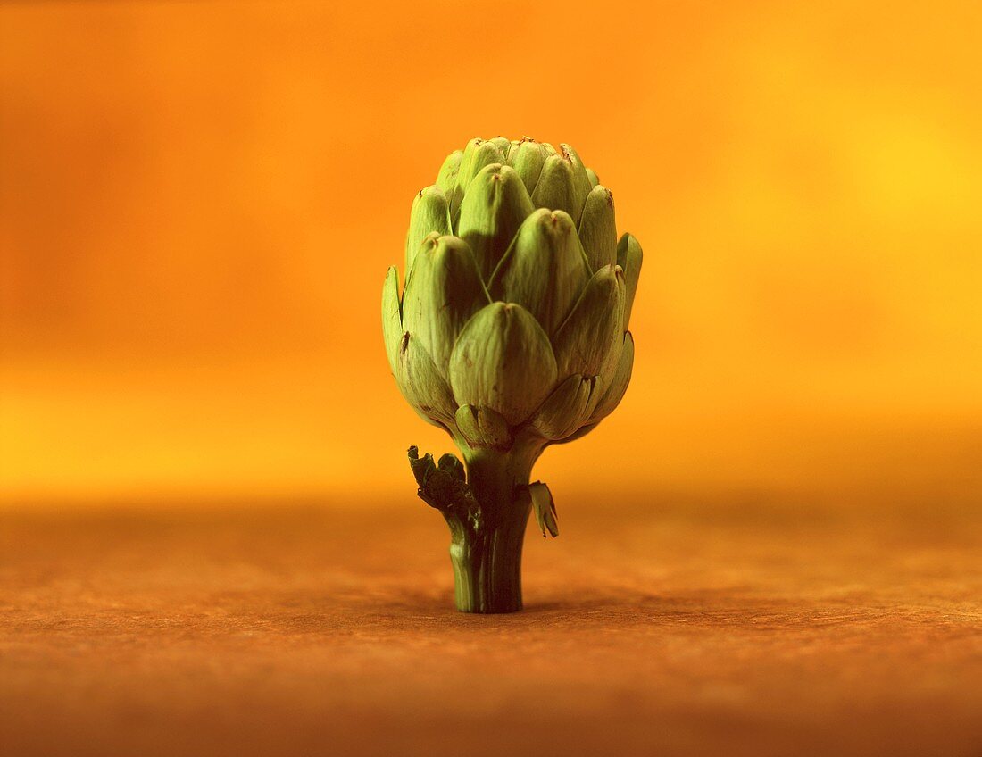 An artichoke against an orange background