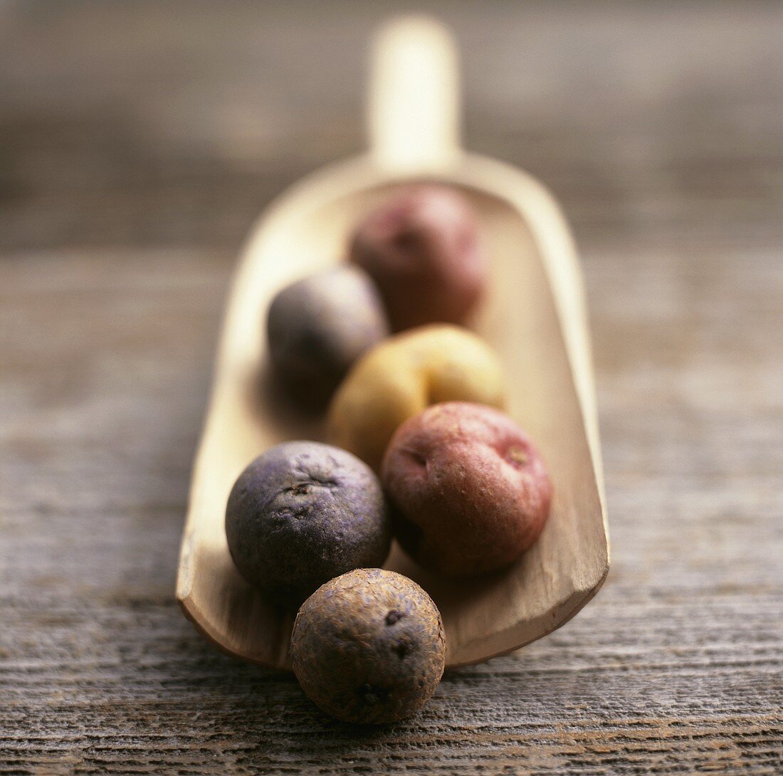 Verschiedene Kartoffeln auf Holzschaufel