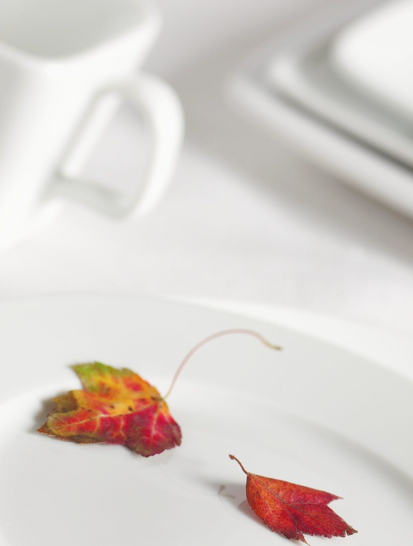 Herbstblätter auf weißem Teller