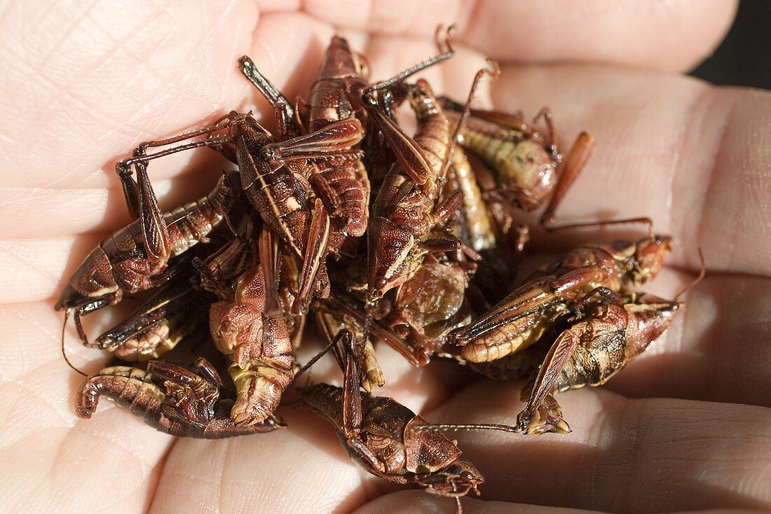 Hand Holding Roasted, Seasoned Grasshoppers