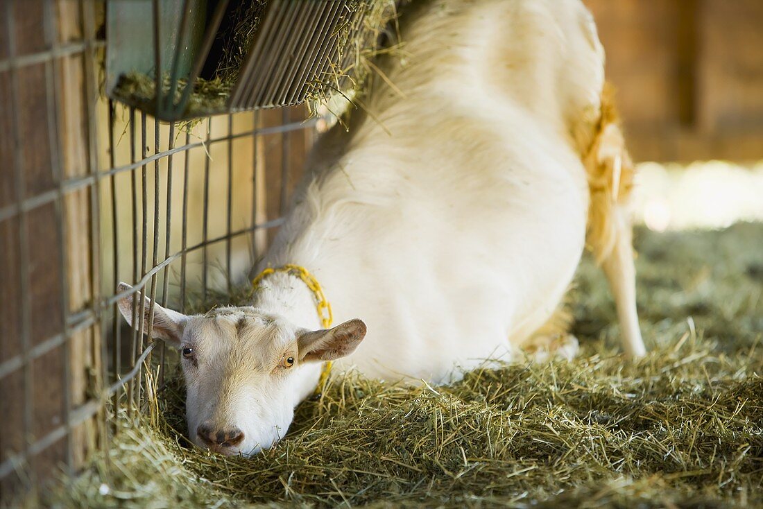 Goat in a Barn
