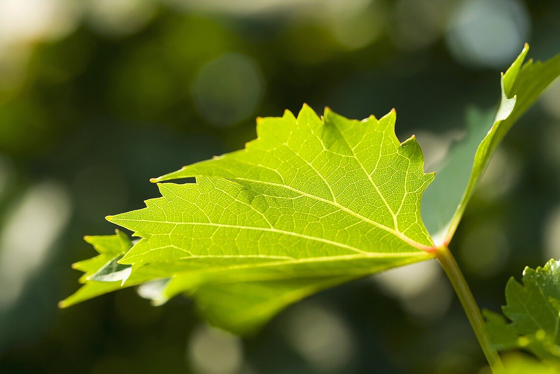 A Vine Leaf