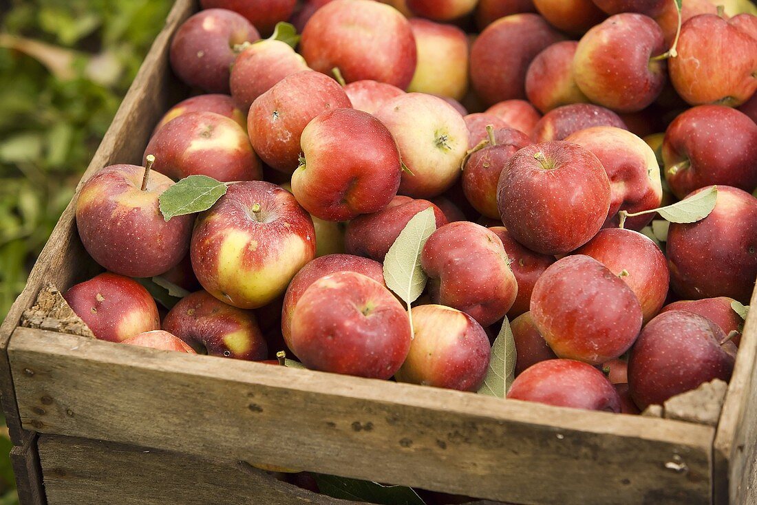 Viele rote Äpfel in Steige