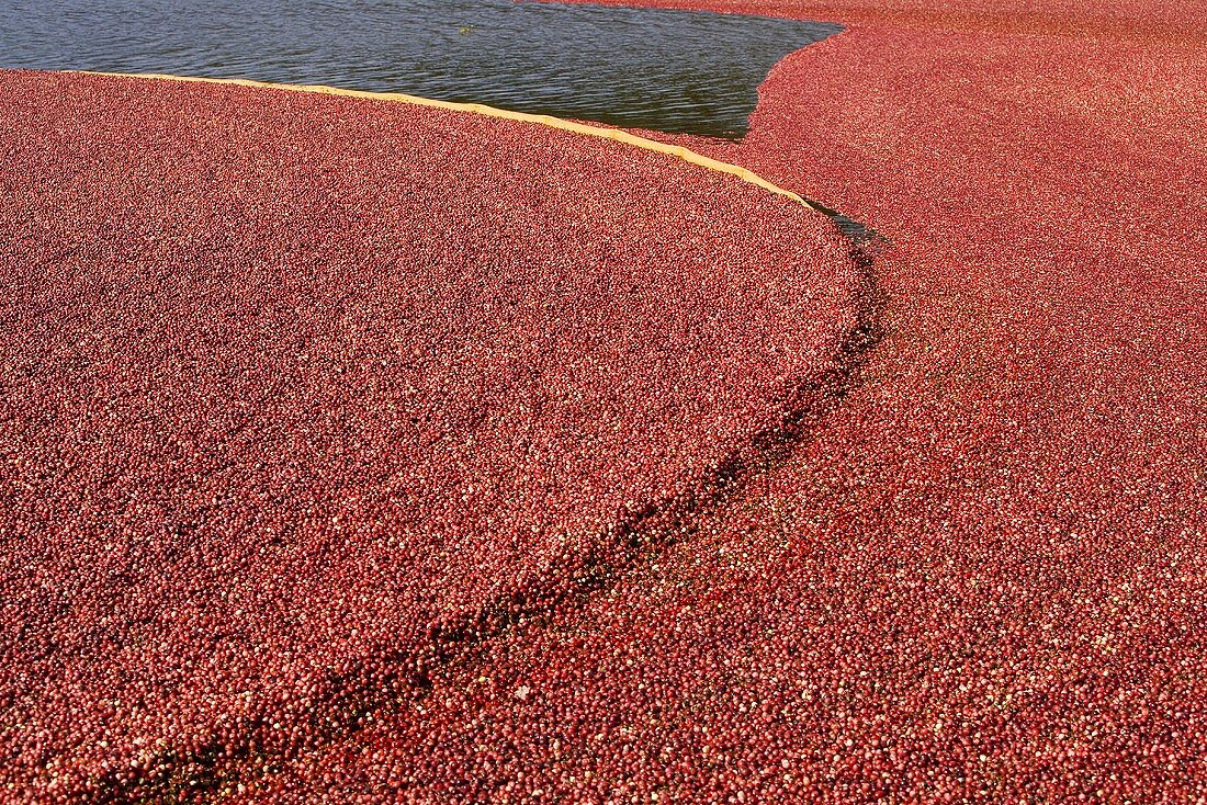 Cranberrypflanzen im Moor