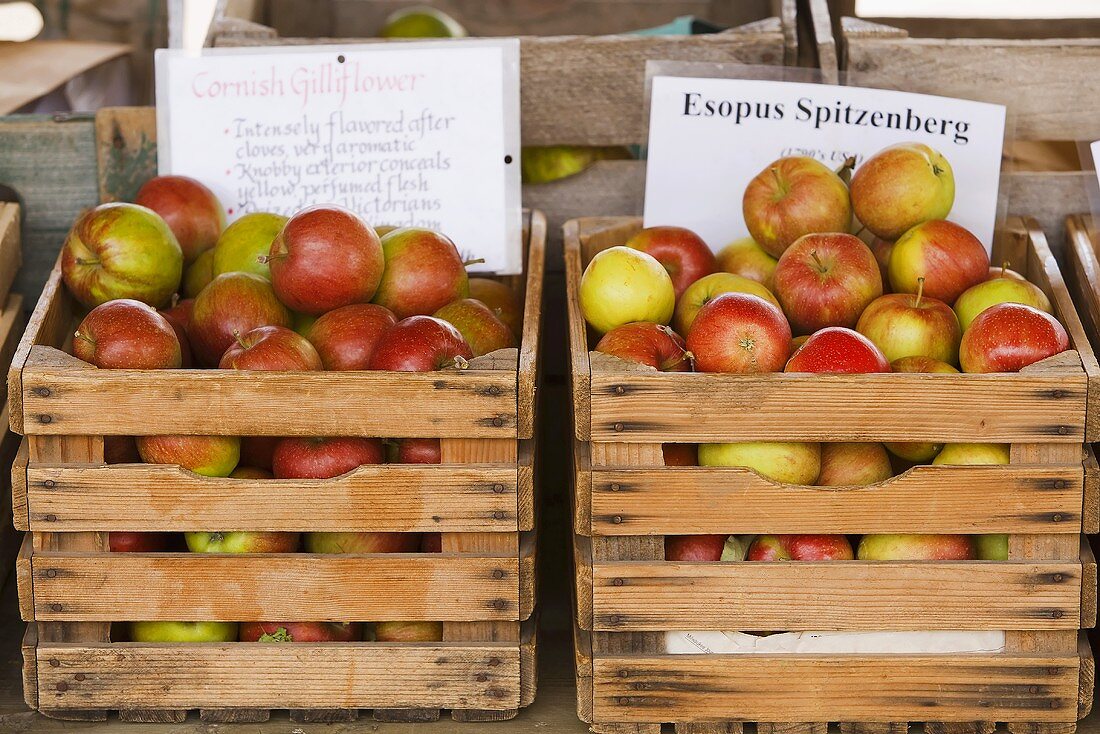 Verschiedene Äpfel in Steigen auf dem Markt