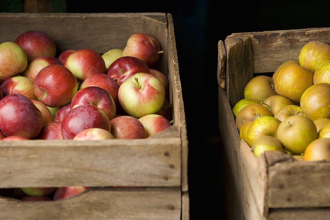 Assorted Fresh Picked Apples in Crates