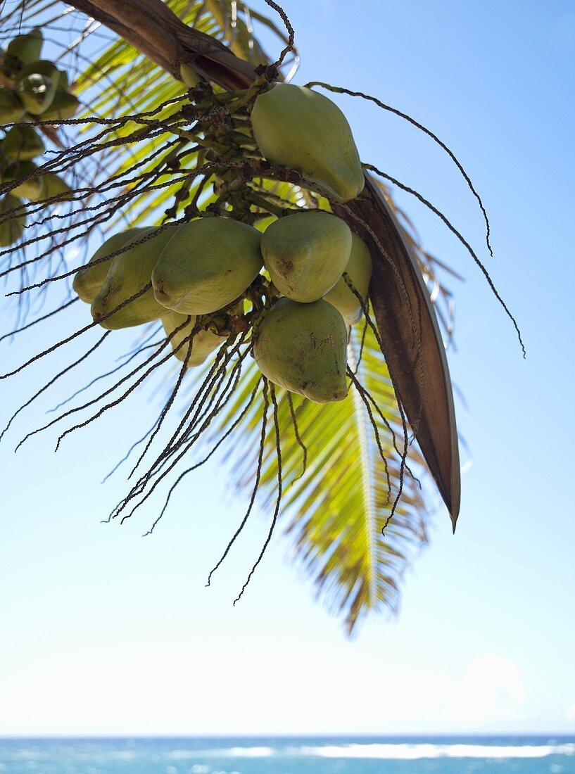 Kokosnüsse auf Palme am Meer