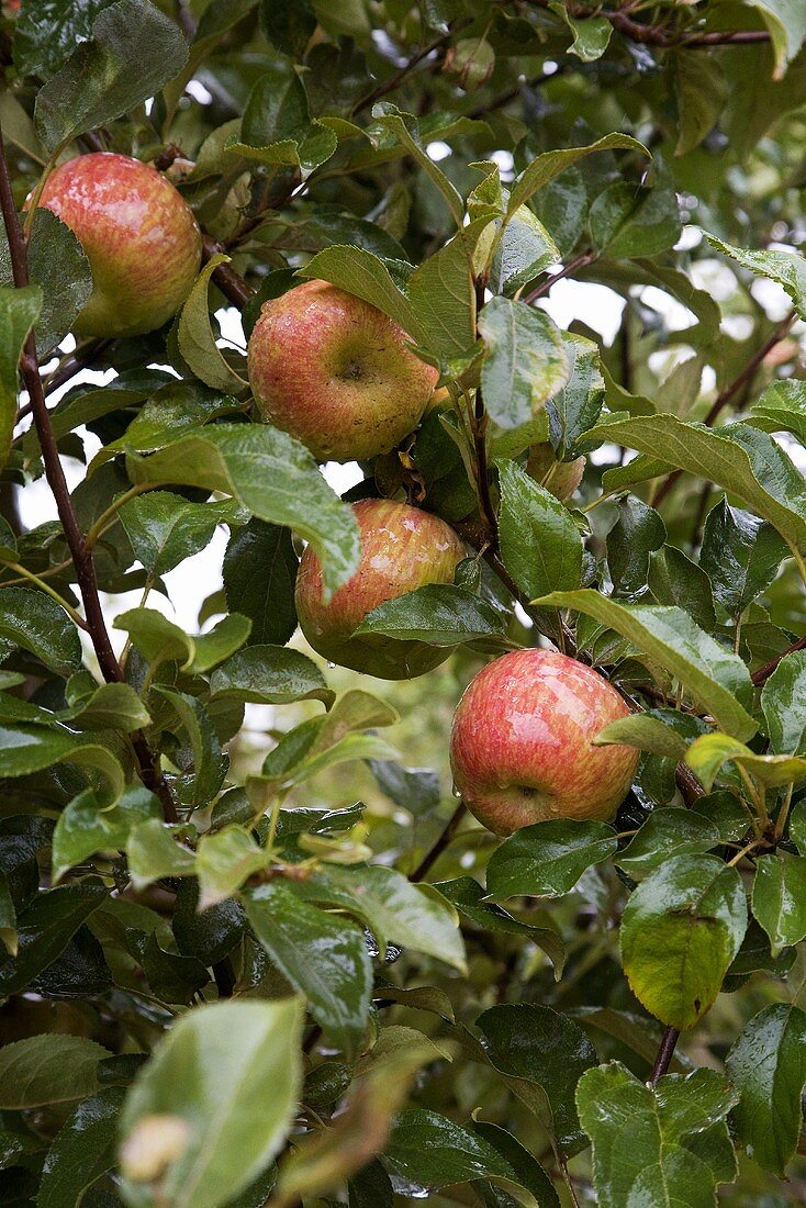 Royal Gala Äpfel am Baum