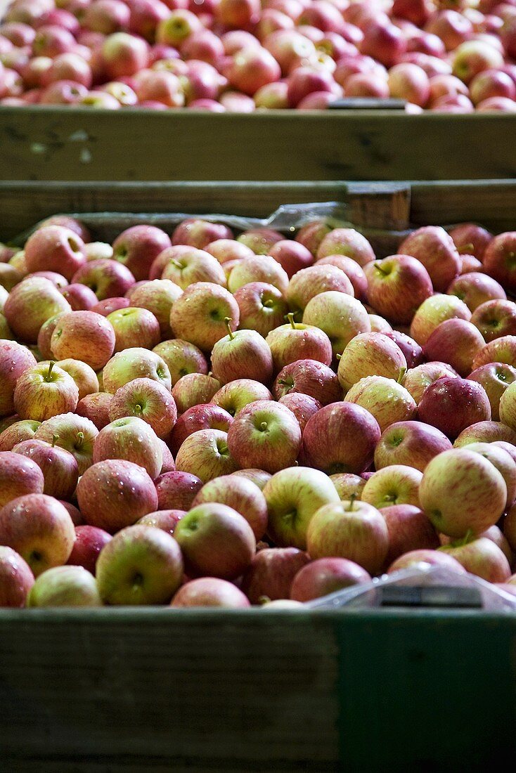 Two Large Crates of Royal Gala Apples