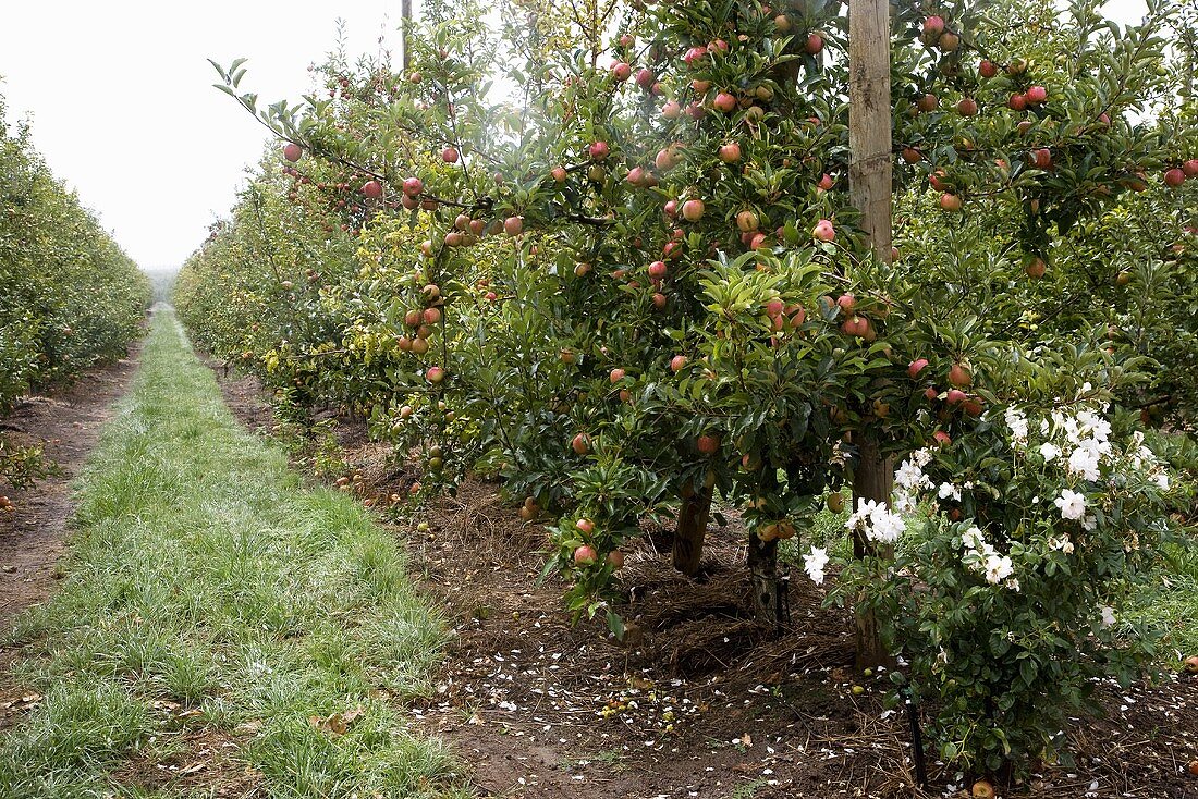 Apple Orchard; Du Toit Estate; Ceres, South Africa