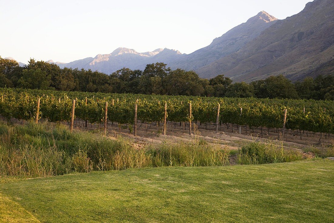 Weinbaugebiet beim Lanzerac Hotel, Stellenbosch, Western Cape, Südafrika