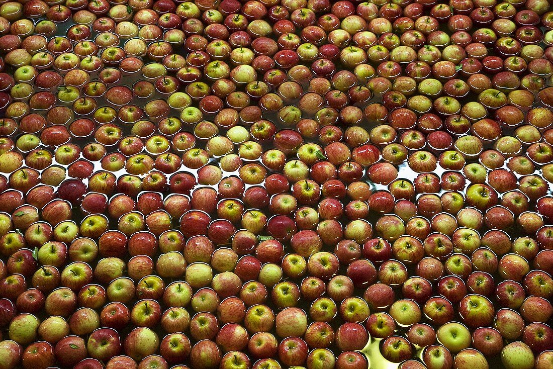 Viele Äpfel im Wasser (Fabrik in Ceres, Südafrika)