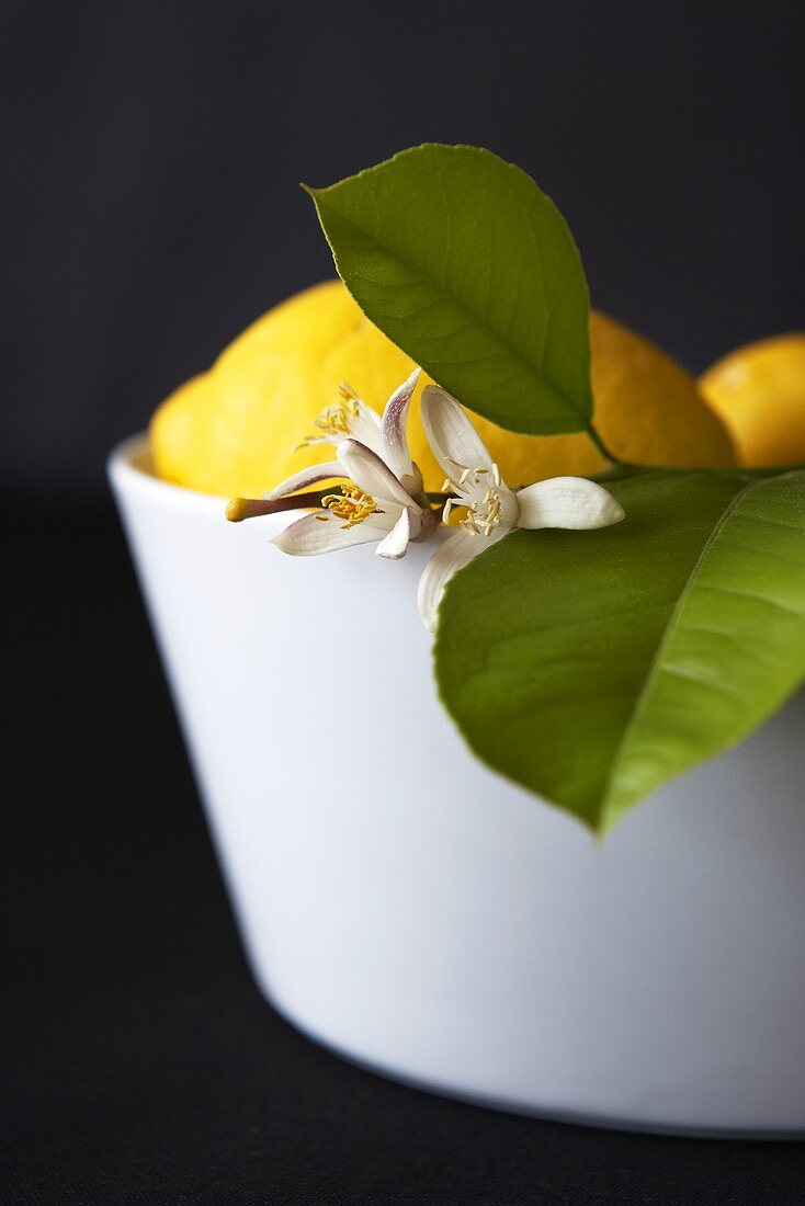 Zitronenzweig mit Blüte in einer Schale und Zitronen