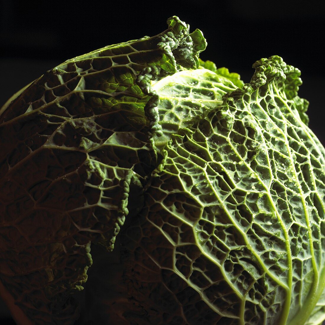Whole Head of Savoy Cabbage