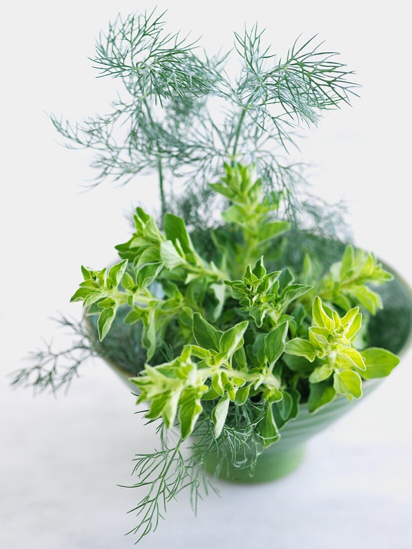 Frischer Oregano und Dill in Keramikschale