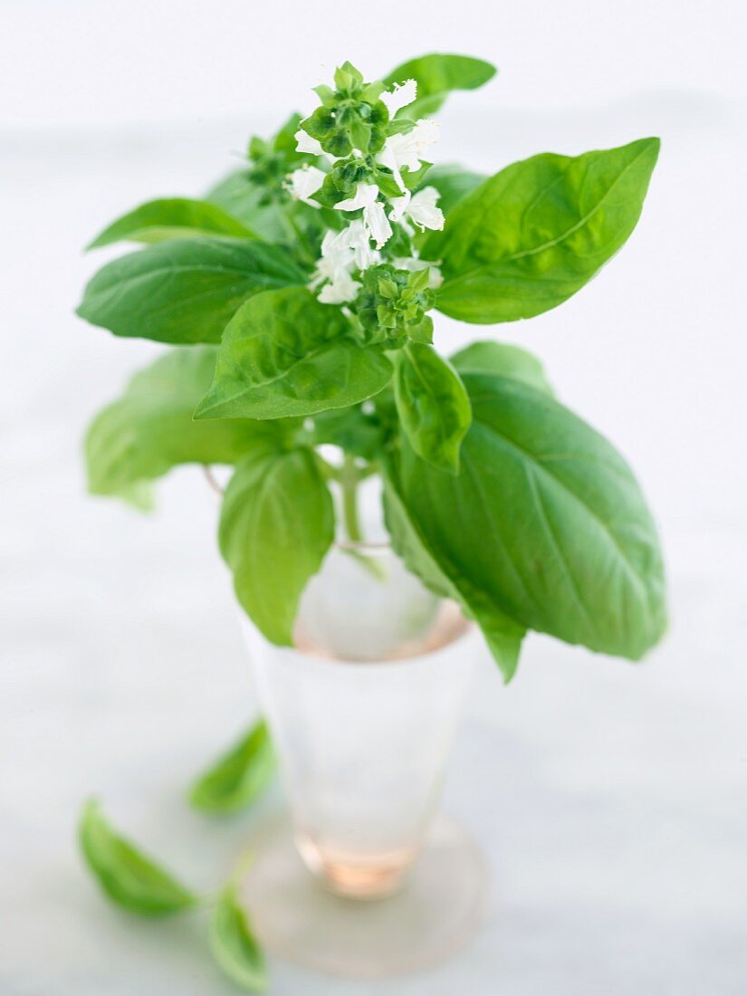 Flowering Basil in a Vase