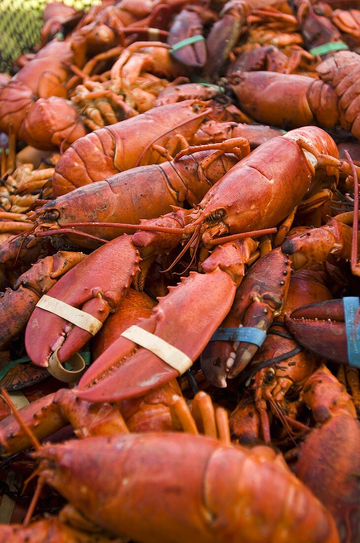 Whole Steamed Lobsters