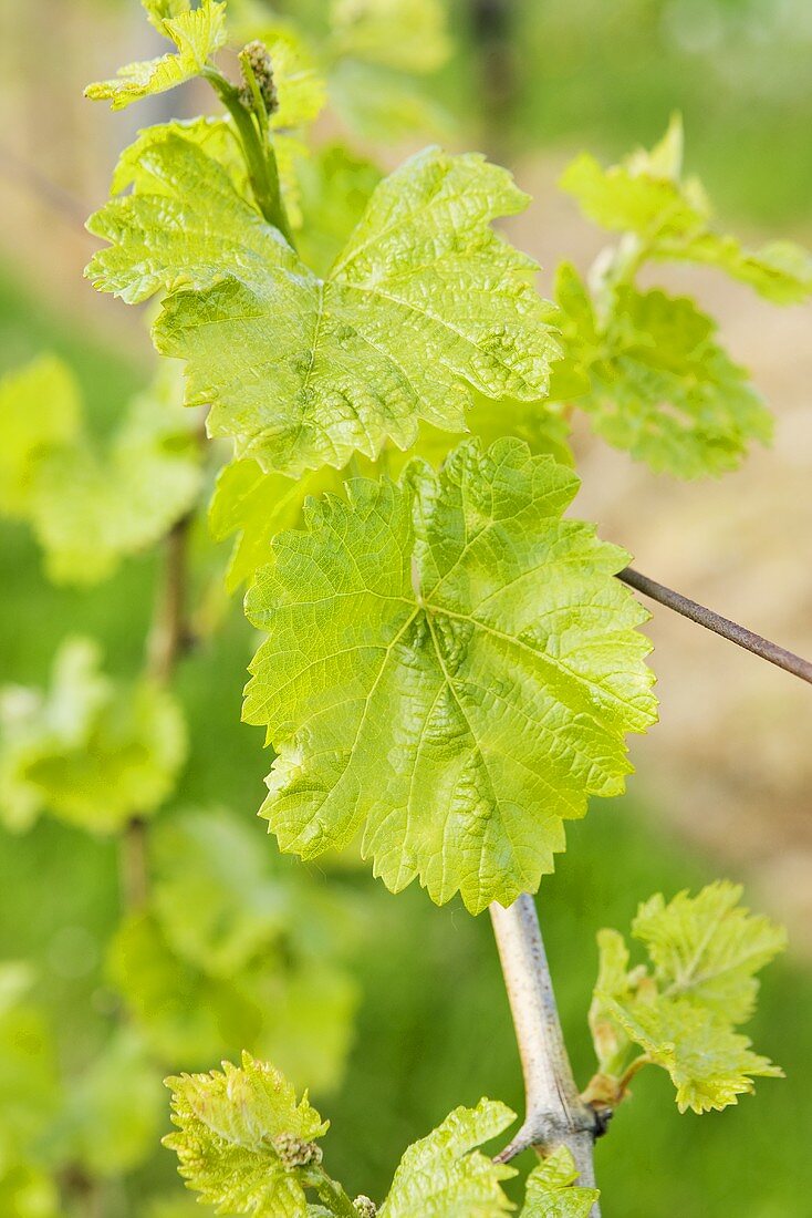 Weinblätter am Rebstock