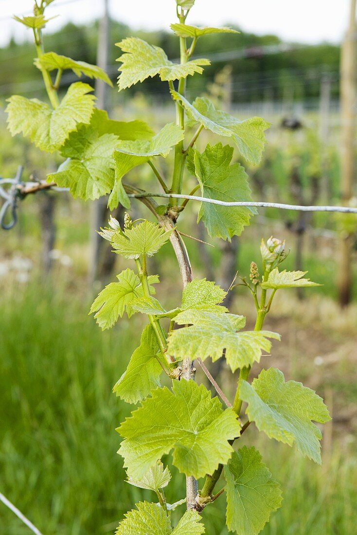Vineyard Vine; France