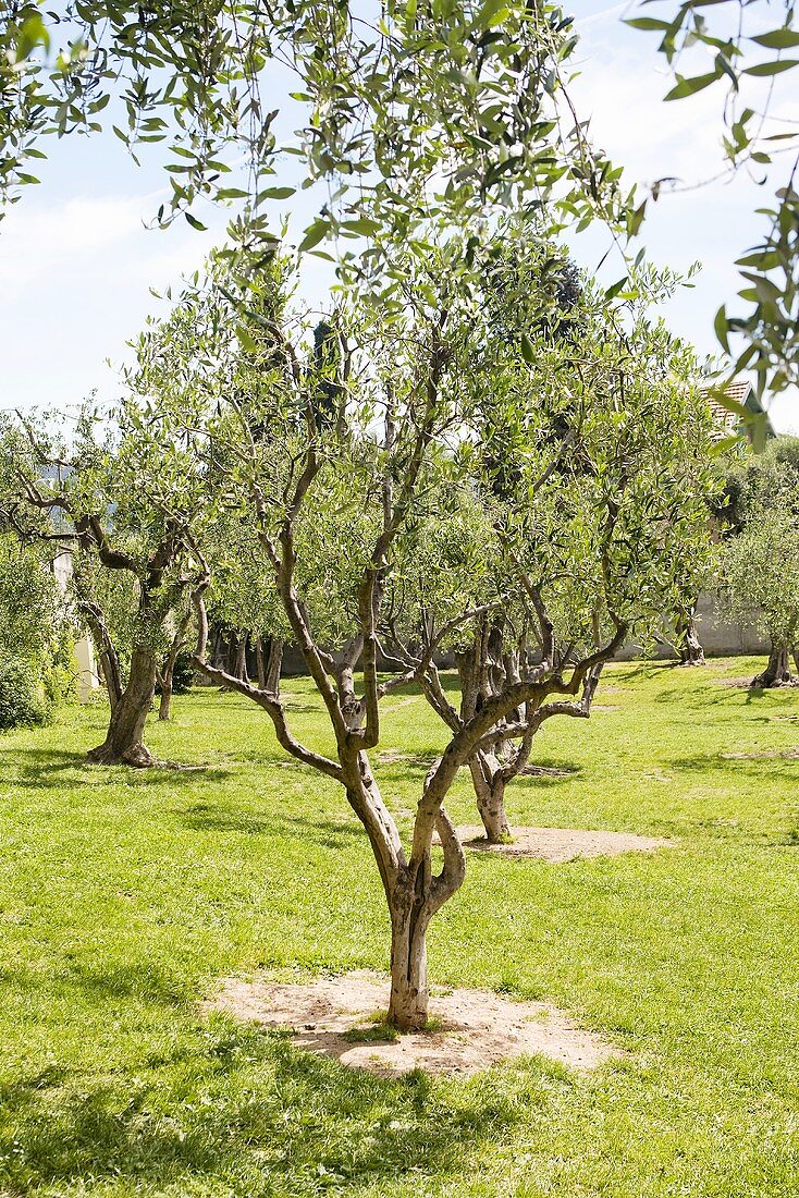 Olivenhain in Frankreich