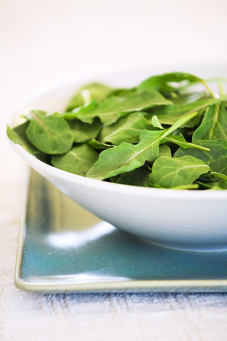 Frischer Rucola in Schale