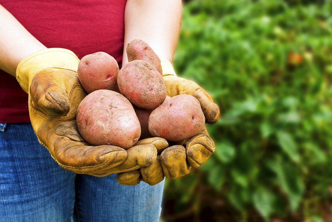 Person hält frisch geerntete Kartoffeln