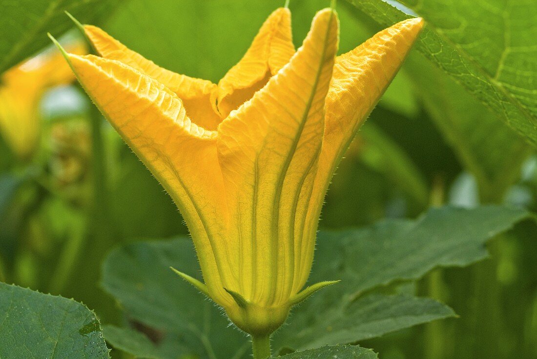 Pumpkin Bloom in a Garden