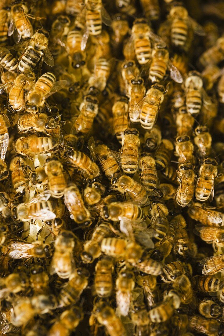 Many Honey Bees on Hive