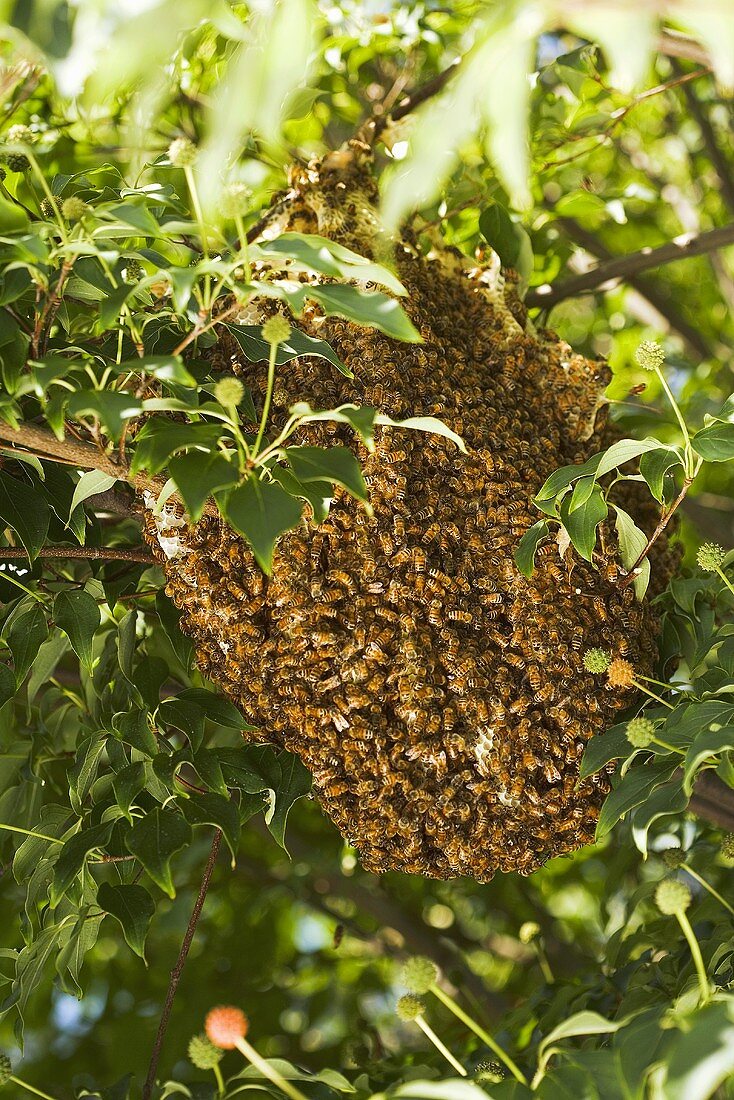 Bienenschwarm am Baum