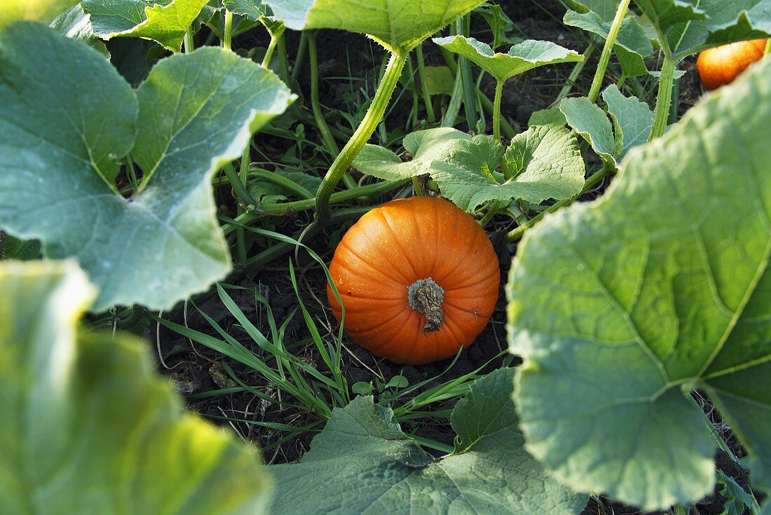 Organic Pumpkin Growing in the Garden