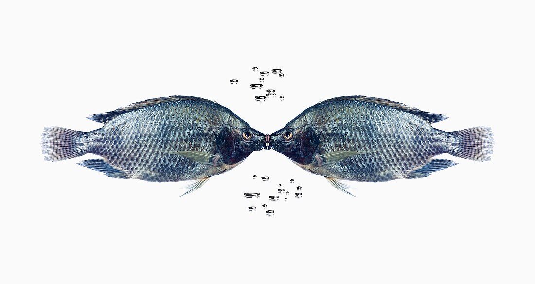 Sich küssende Fische