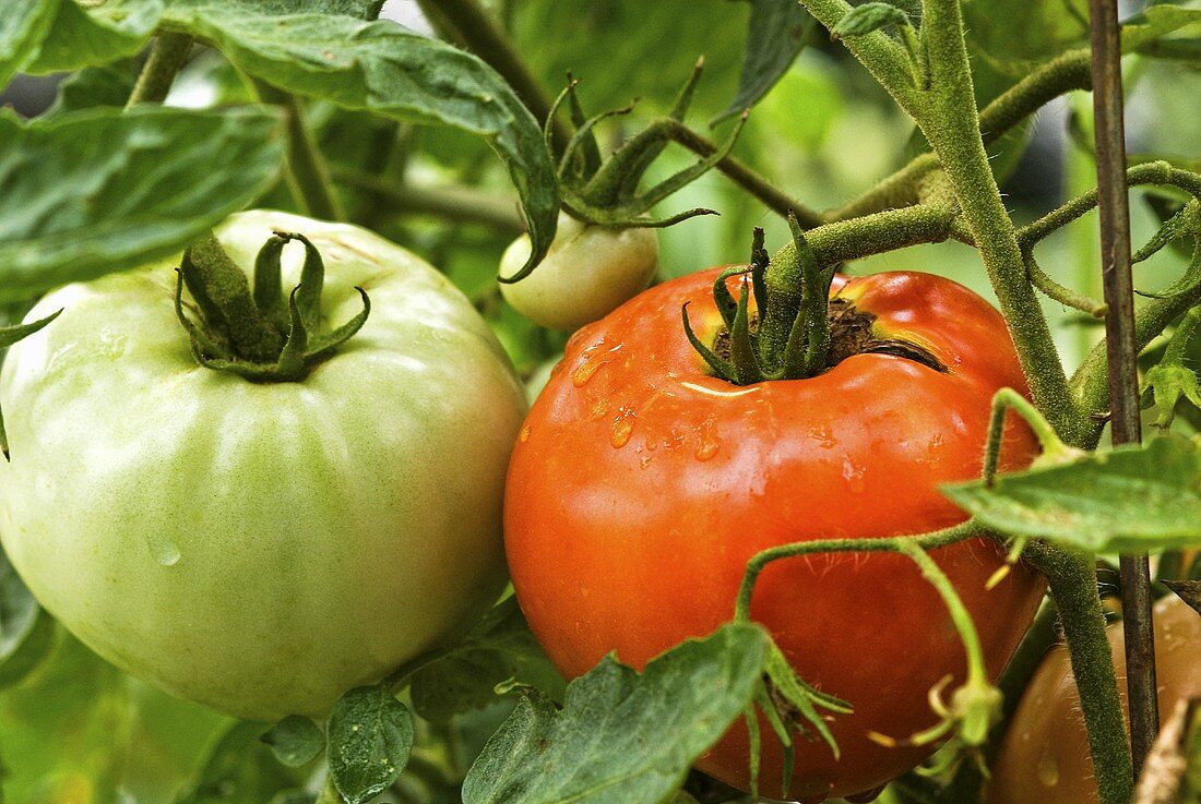 Reife und unreife Tomaten an der Pflanze