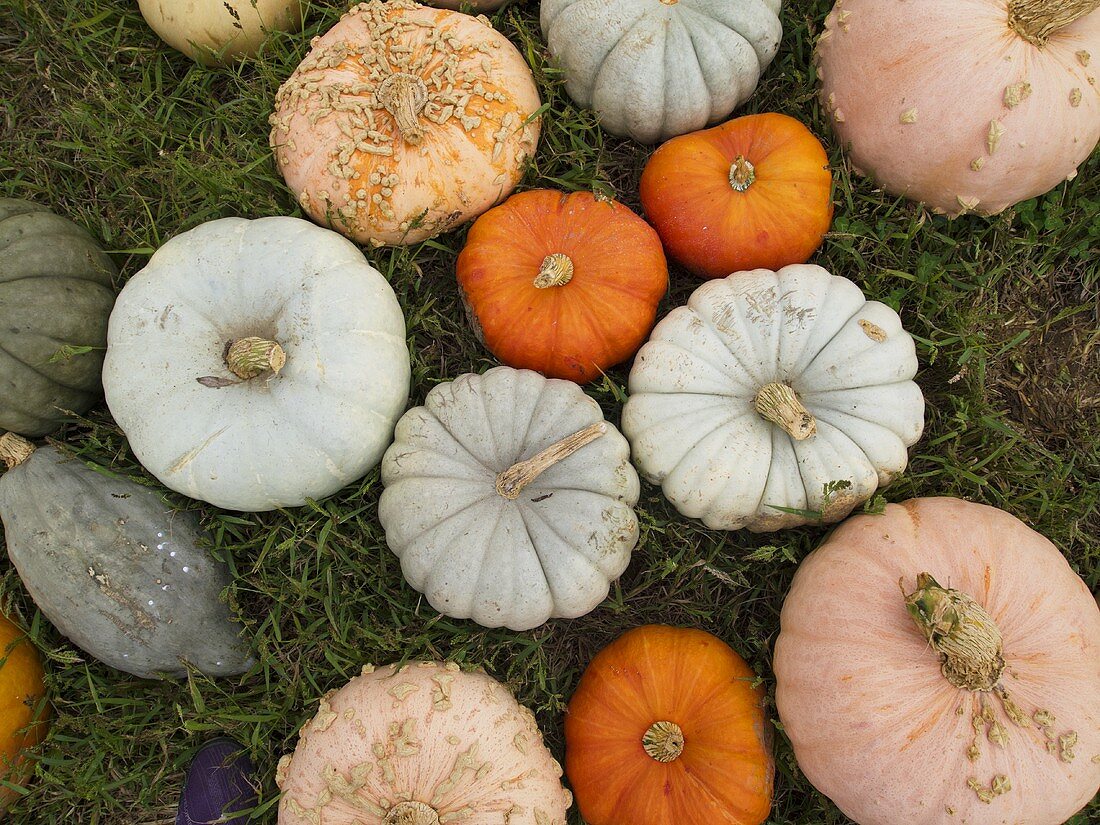 Variety of Pumpkins in Grass; From Above