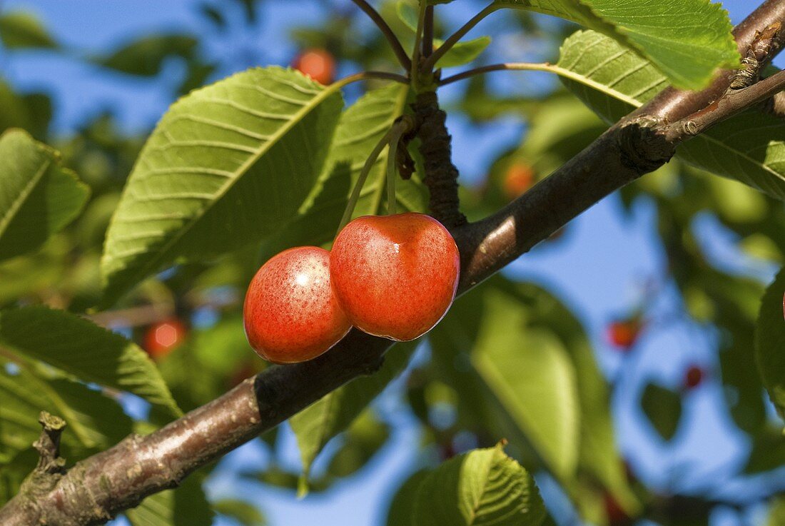 Cherries on the tree