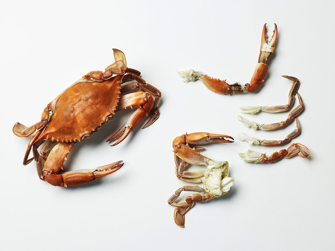 Steamed Maryland Blue Crabs; Whole and Legs and Claws