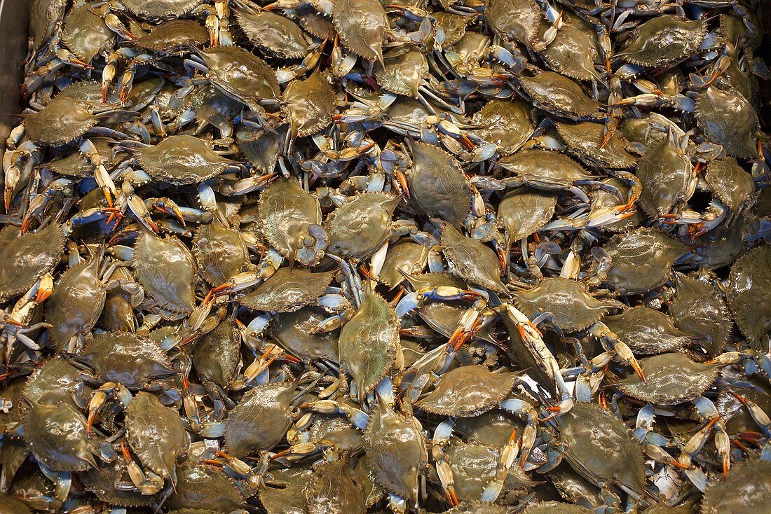Blue swimming crabs (cropped)