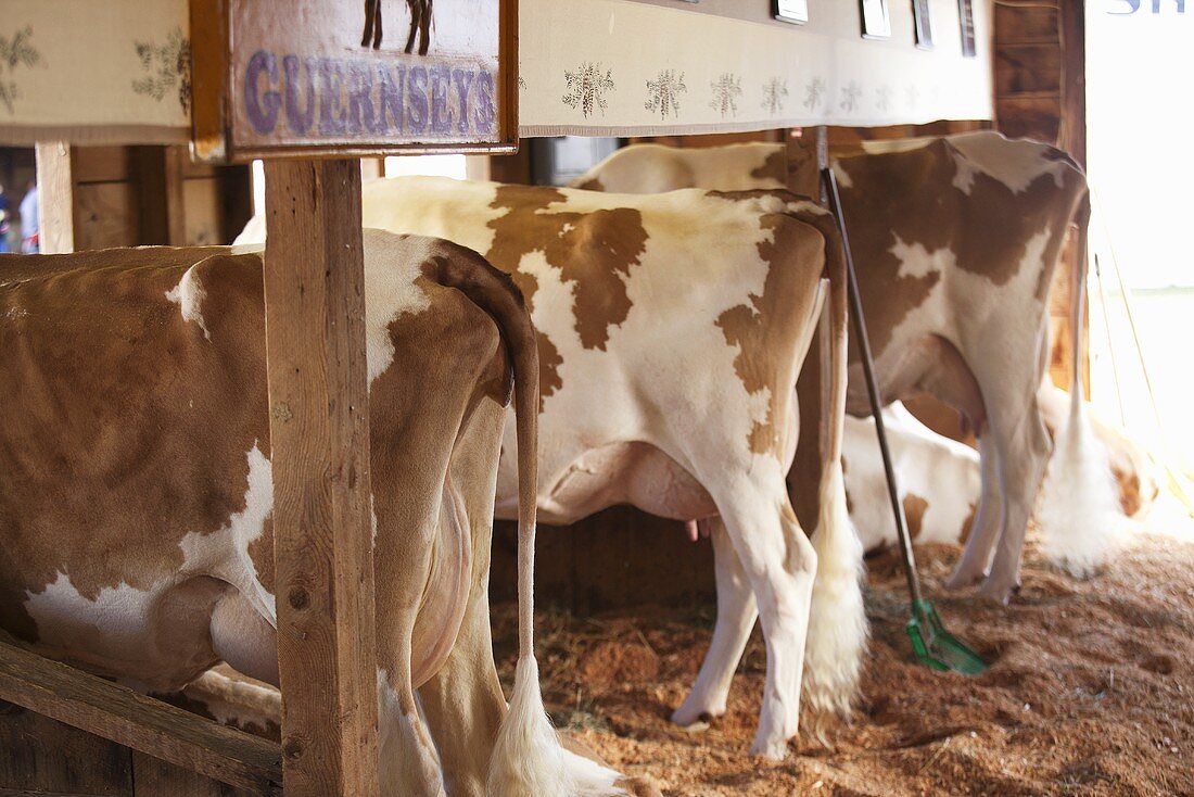 Guernsey Cows in a Clean Barn