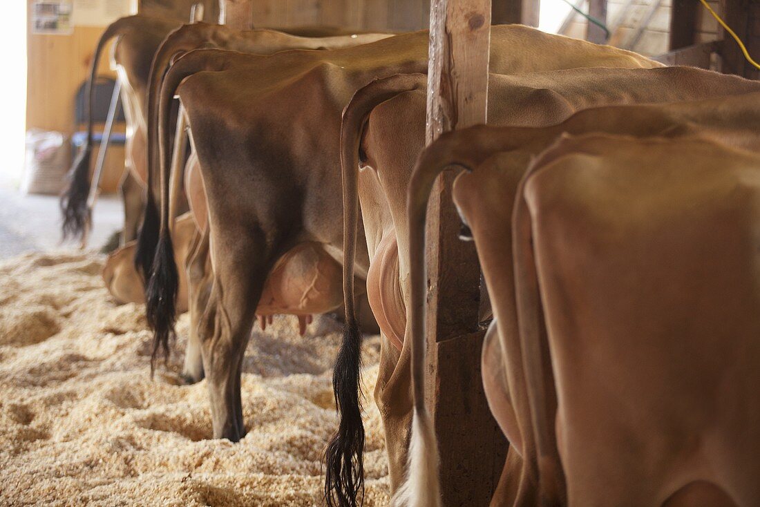 Milchkühe mit vollem Euter im Stall