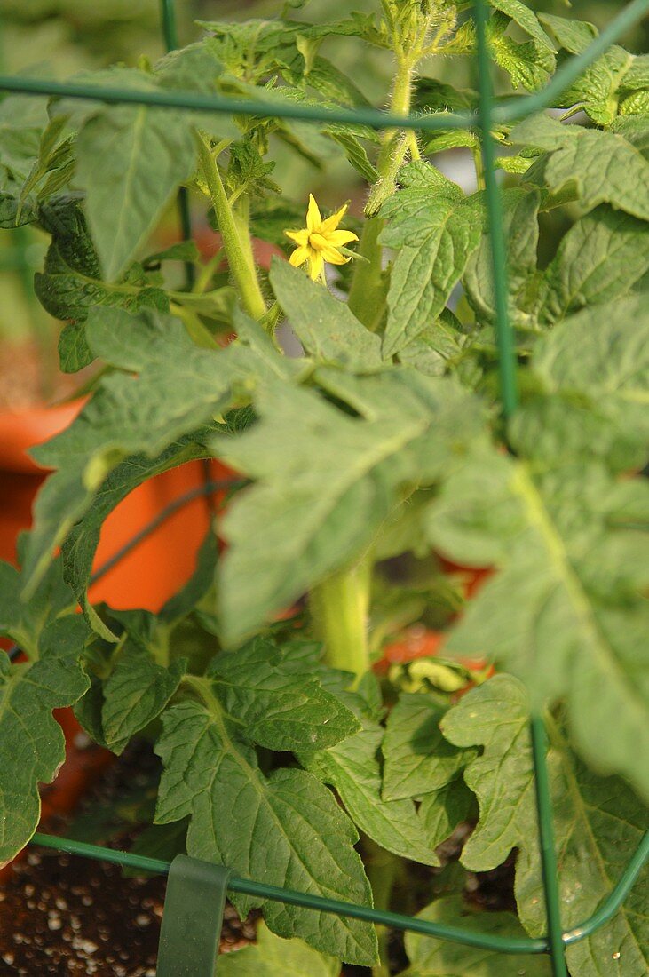 Tomatenpflanze mit Blüte