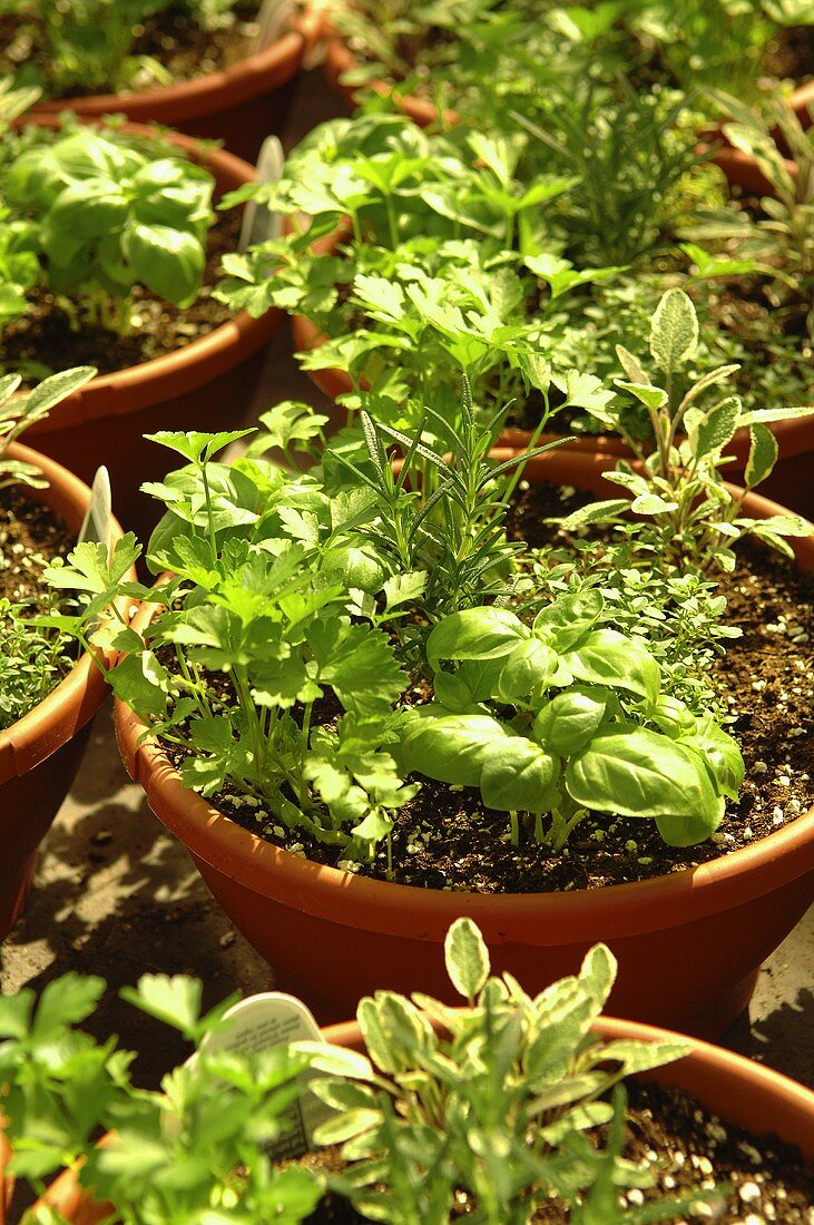 Various herbs in flowerpots