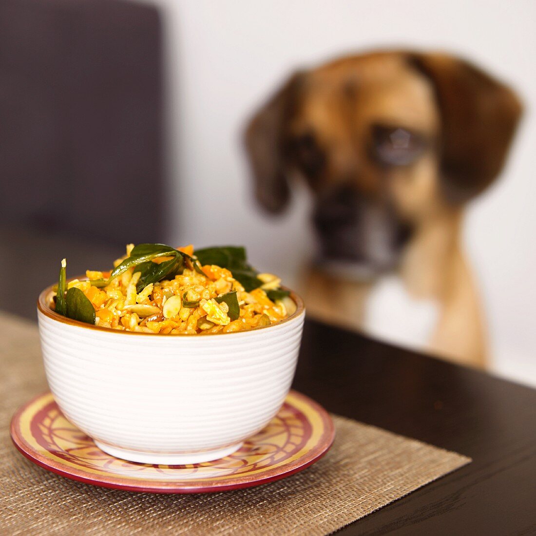 Würziges Kürbisrisotto mit Rosinen und Spinat, Hund im Hintergrund