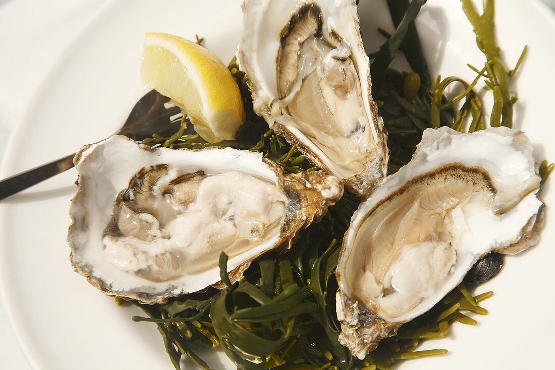 Three Large Oysters on the Half Shell on Seaweed