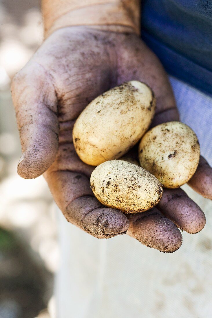 Schmutzige Hand hält frisch geerntete Kartoffeln